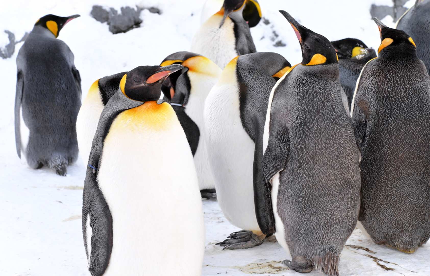Experience the charm of playful penguins in a winter wonderland as you explore Hokkaido's famous zoo. Enjoy close encounters with these adorable creatures amid stunning snowy landscapes.
