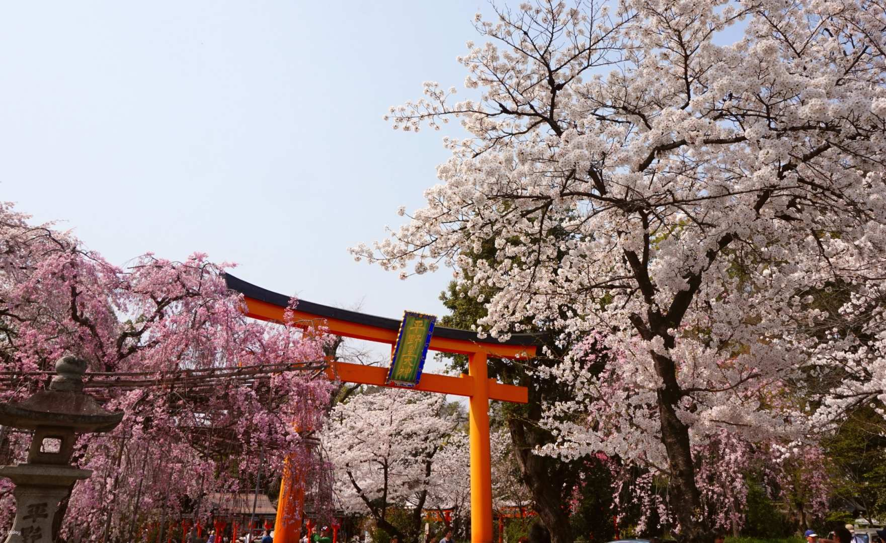Kyoto Cherry Blossom Half Day Tour | Hirano Shrine, Ginkaku-ji, Tetsugaku No Michi Riverside | Depart from Kyoto - Photo 1 of 9