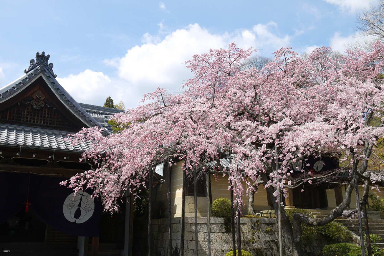 Kyoto Cherry Blossom Day Tour | Komyoji Temple. South City Palace. Yoshimine Temple | Depart from Kyoto - Photo 1 of 6
