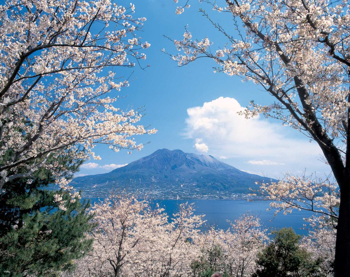 Kagoshima Sakurajima Half Day Tour (Chinese Guide) - Photo 1 of 15