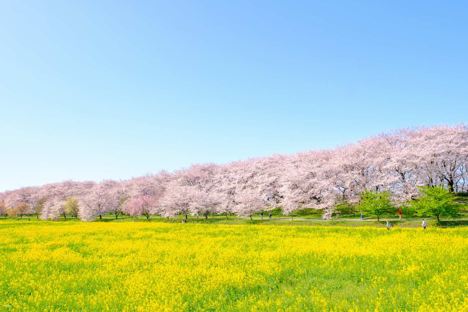 【Kanto Suburban Cherry Blossom One-Day Tour】Gongendo Sakura Embankment & Koedo "Kawagoe" Sakura Avenue & All-You-Can-Eat Strawberry Picking｜Departing from Tokyo - Photo 1 of 8