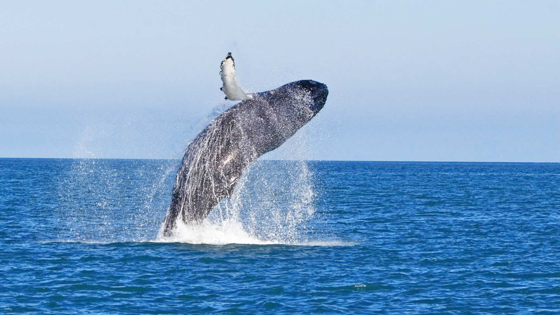 Experience the majesty of humpback whales breaching in Okinawa's clear waters where breathtaking marine encounters create unforgettable memories against a stunning backdrop of nature.
