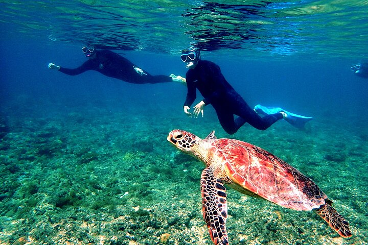 In one day, we will guide you to 2-3 diving spots that represent the Kerama Islands.