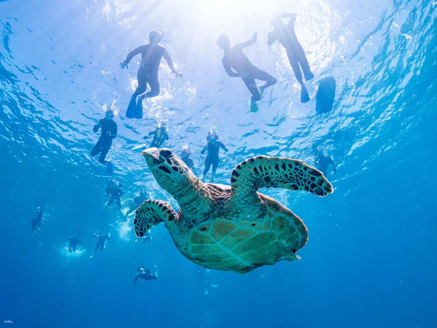 Kerama Islands Snorkeling Experience in Okinawa | Japan - Photo 1 of 8