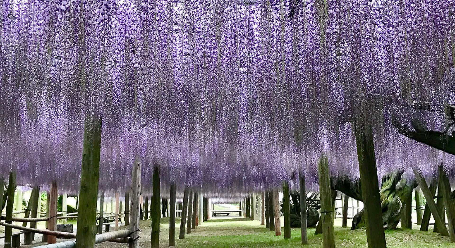 Kitakyushu Day Trip | Wisteria Tunnel at Kawachi Fuji Garden, Shiranoe Botanical Garden, and Mojiko Retro District (Departing from Hakata Station) - Photo 1 of 4