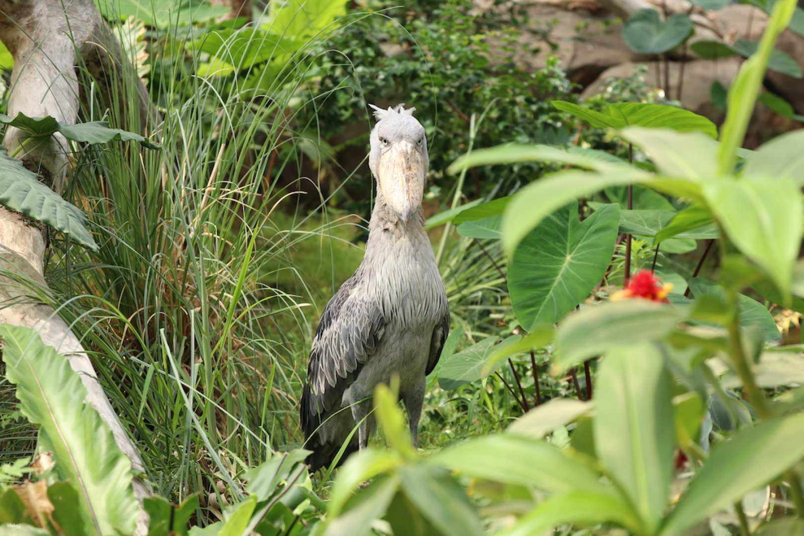 Kobe Animal Kingdom Admission Ticket | Japan - Photo 1 of 9