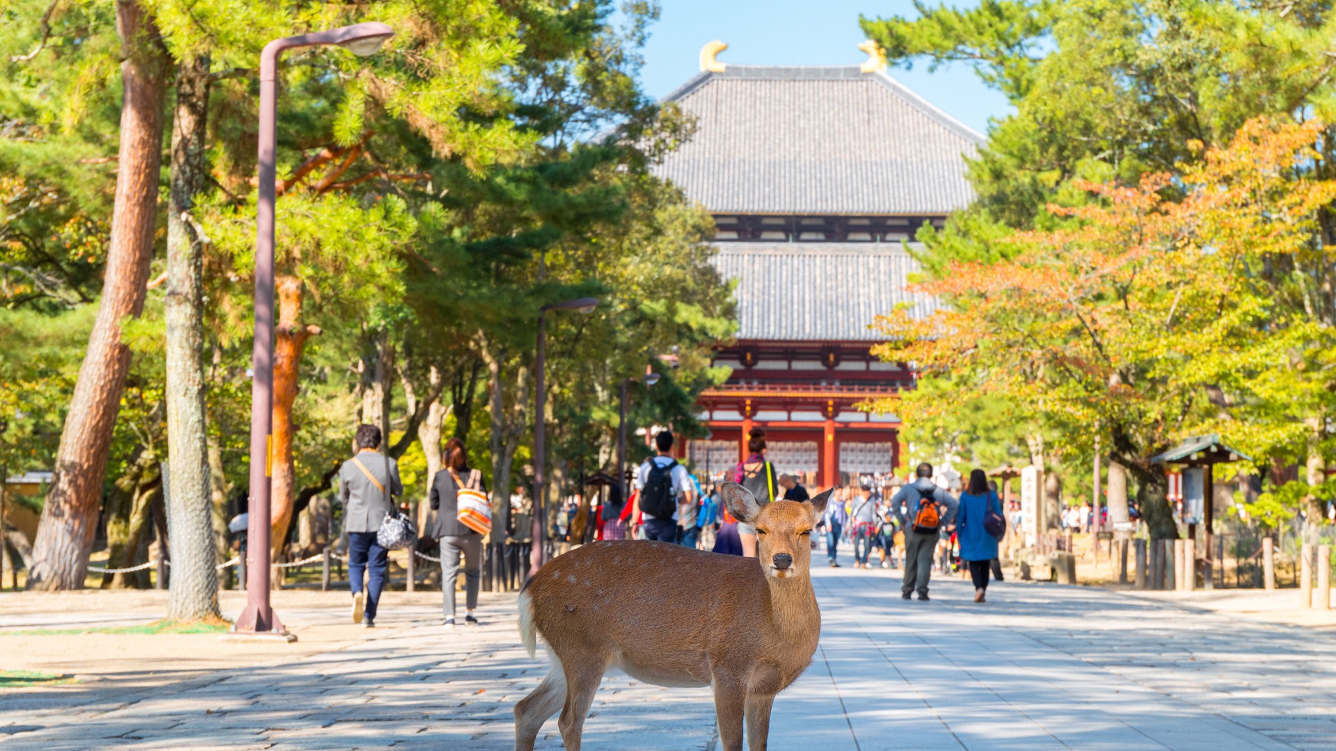Kyoto & Nara Day Tour: Fushimi Inari, Deer Park & Arashiyama Bamboo Forest - Photo 1 of 10