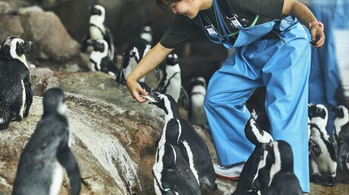 Kyoto Aquarium Tickets - Photo 1 of 9