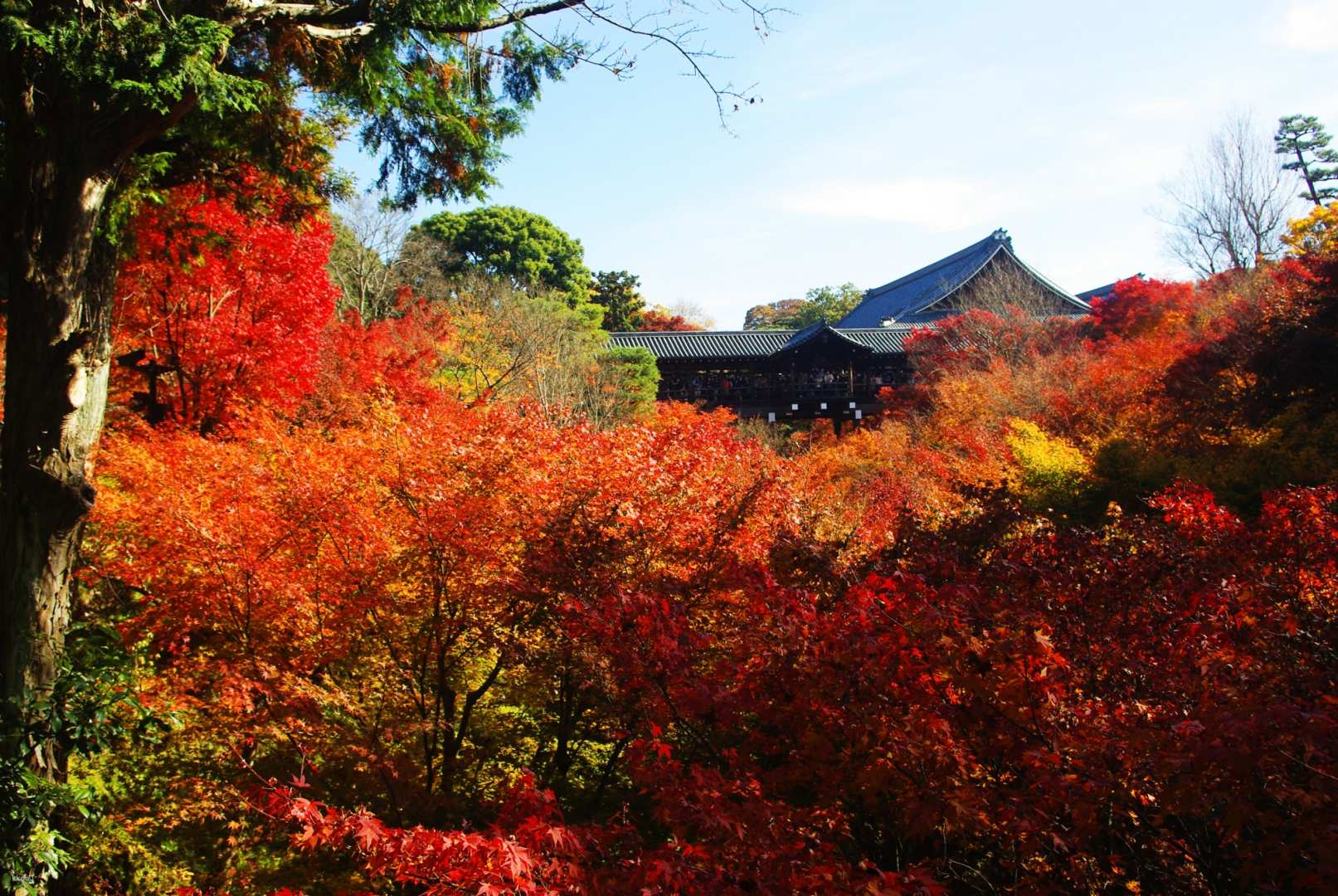 Immerse yourself in Kyoto's stunning fall foliage where traditional temples blend with fiery maple leaves offering a serene backdrop for a memorable exploration of Japan’s history and culture.