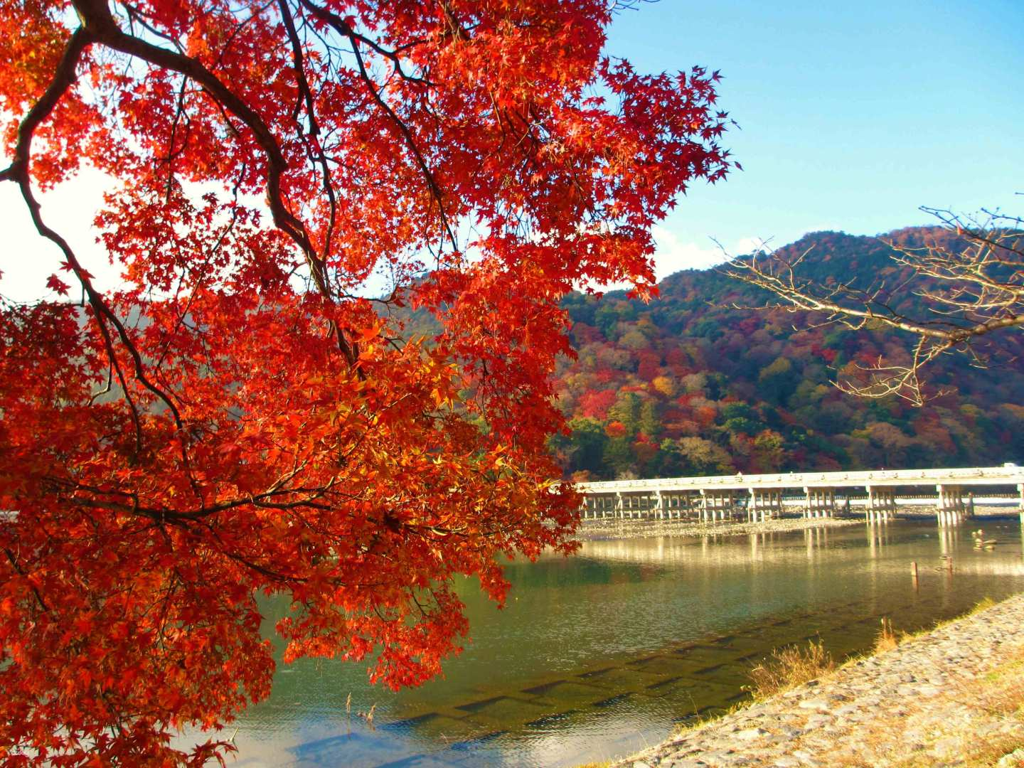 Explore the stunning fall foliage by the tranquil river capturing the essence of Kyoto's natural beauty while visiting iconic sites like Arashiyama and Kinkakuji Temple.