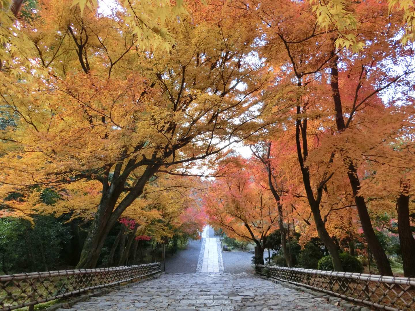 Kyoto | Autumn Foliage Day Tour | Shogunzuka Seiryuden, Koshoji Temple, and Shimogamo Shrine | Meal Included (Departing from Kyoto Station) - Photo 1 of 7