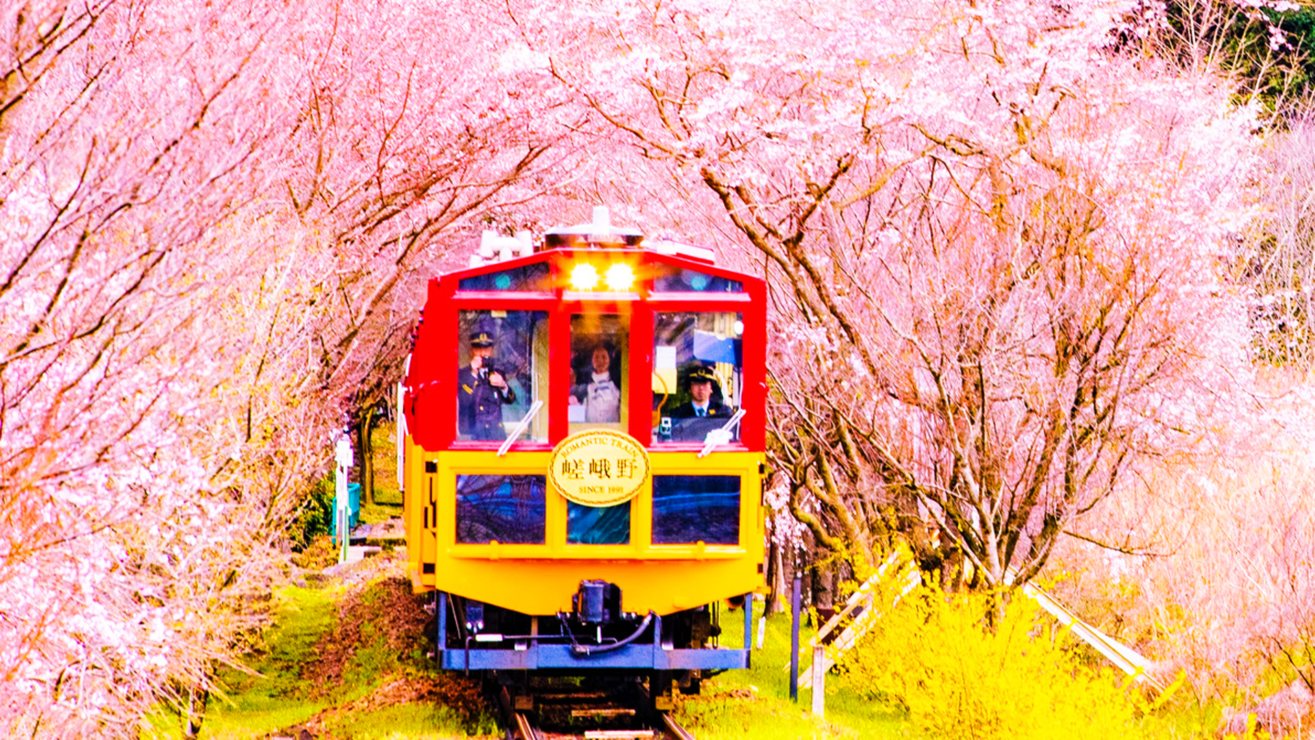 Experience the charm of Kyoto with a scenic train ride through a dreamy tunnel of cherry blossoms perfect for leisurely exploration and unforgettable memories amid nature’s beauty.