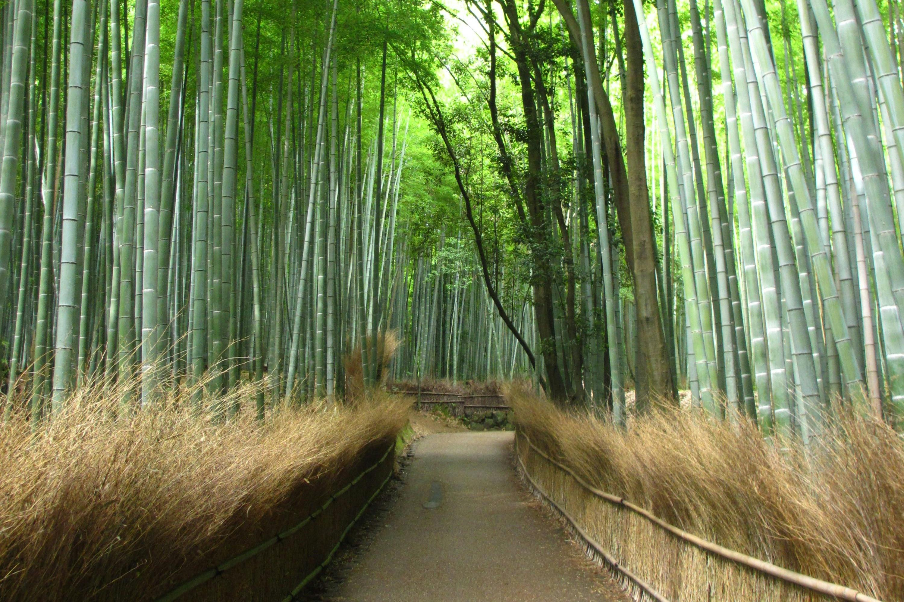 Kyoto: Guided Sightseeing Bus Tour in Japanese - Photo 1 of 5