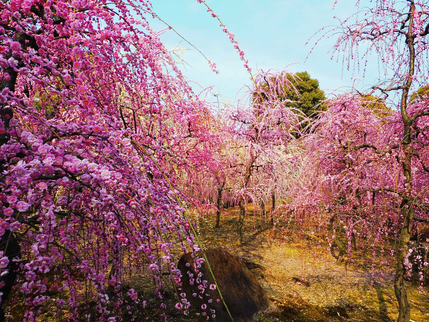 Kyoto Regular Sightseeing Bus Tour | Exploring the scent of plum blossoms in Kyoto: Kitano Tenmangu Shrine, Jonangu Shrine, and Shozan "Plum Viewing Party" - Photo 1 of 10