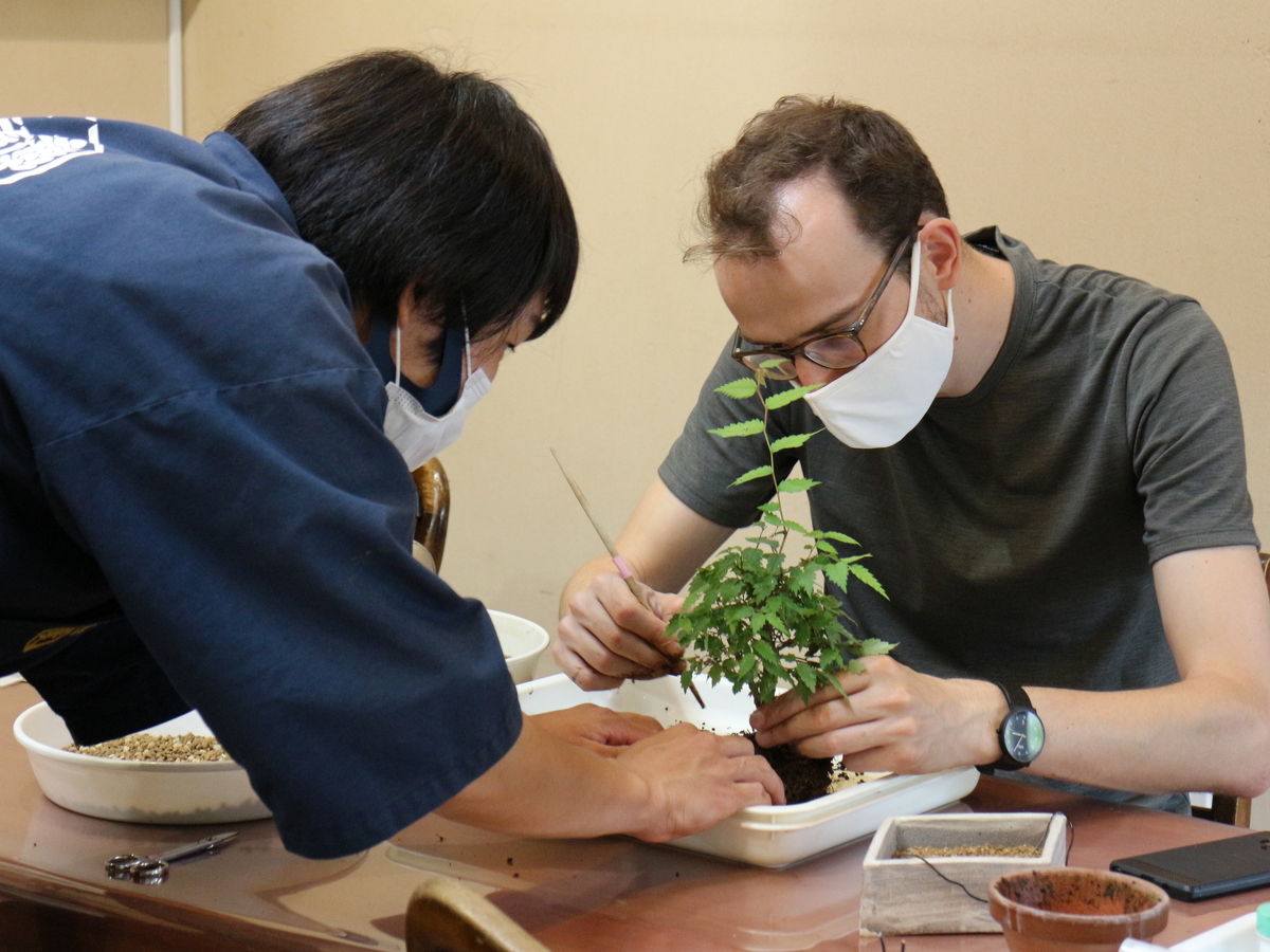 Immerse yourself in the art of bonsai where guidance and hands-on practice reveal the intricate process of nurturing miniature trees in a serene indoor setting.