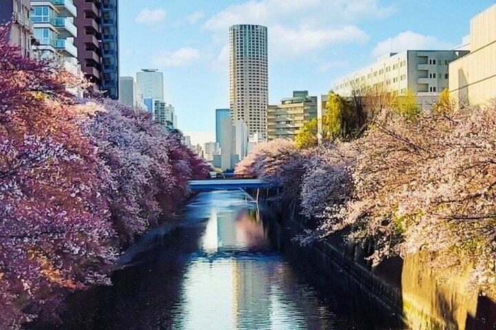 Stroll through the serene beauty of cherry blossoms lining the waterway blending city life with nature. Experience Japanese culture and seasonal charm in Meguro's picturesque landscapes.