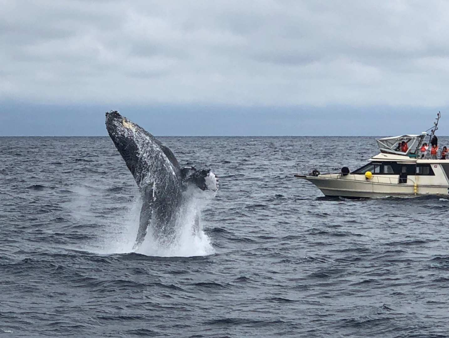 [Limited time] Go to Kashiki Island and go whale watching | Choose from a variety of options - Photo 1 of 10