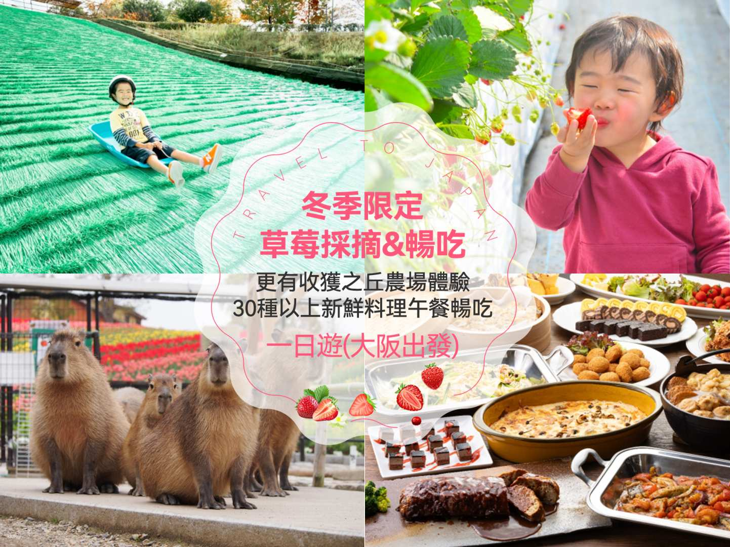 Delight in a day of strawberry picking munching on sweet treats and enjoying animal encounters amid the lush greenery of Sakai's parks and gardens. Experience nature's bounty firsthand!