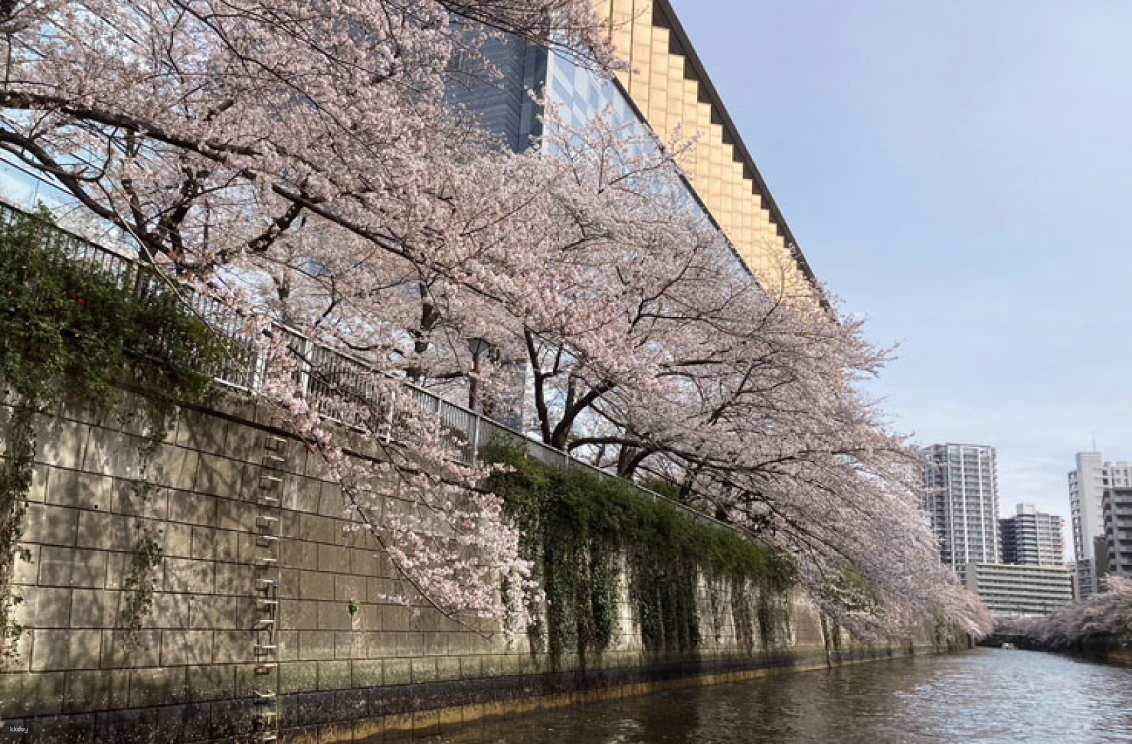 [Limited Time Offer] Meguro River Cherry Blossom Viewing Cruise Reservations (Tokyo) - Photo 1 of 3