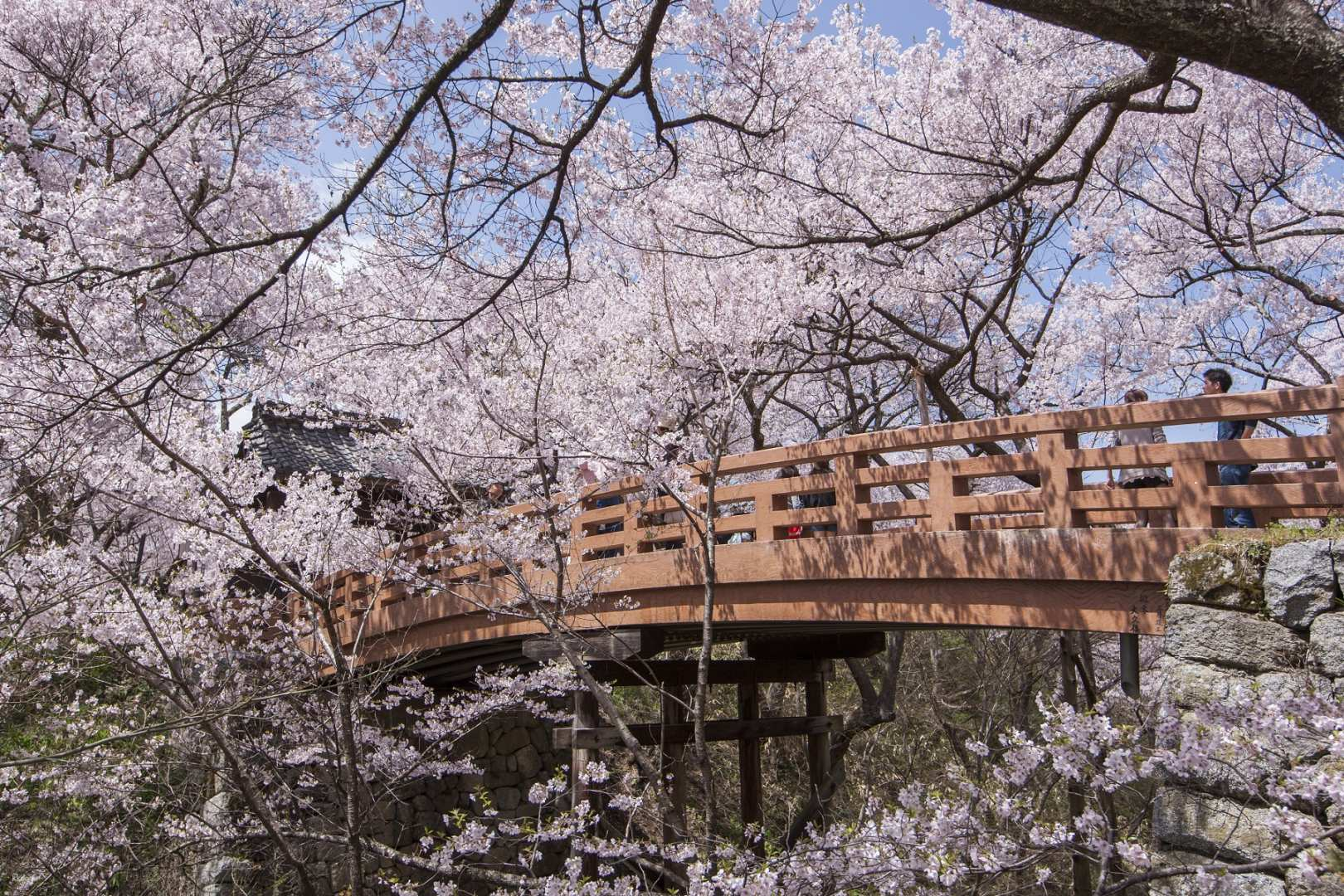 【Limited Time Only】Visit Japan's Famous "Takato Castle Site Park" Cherry Blossoms, World Heritage "Shirakawa-go," Historic Streets of "Magome-juku" & "Hida Takayama" 2-Day Tour | Depart from Nagoya - Photo 1 of 10
