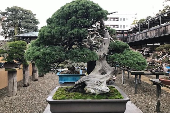 garten sichtschutz bambus Bambus-Sichtschutzzaun Brasil | Natur