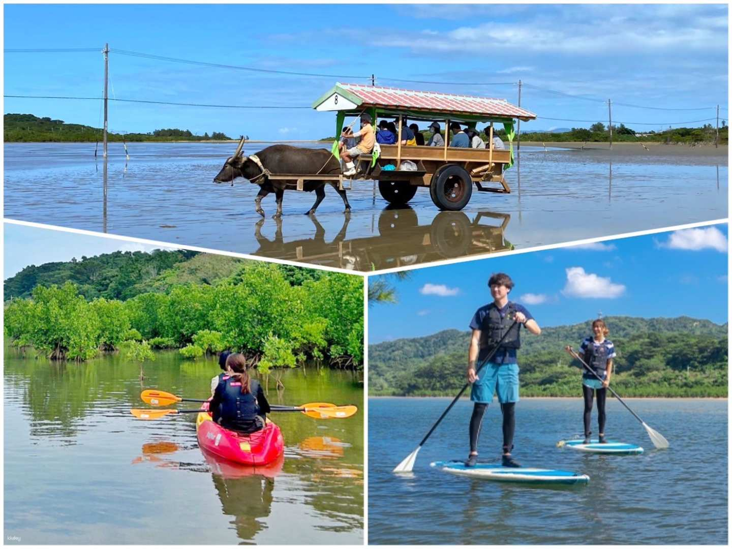 Iriomote Island: Mangrove SUP or Canoeing, Buffalo Cart Ride & Yubu Island Sightseeing with Uehara Area Hotel Transfers & Free Photos | Okinawa - Photo 1 of 6