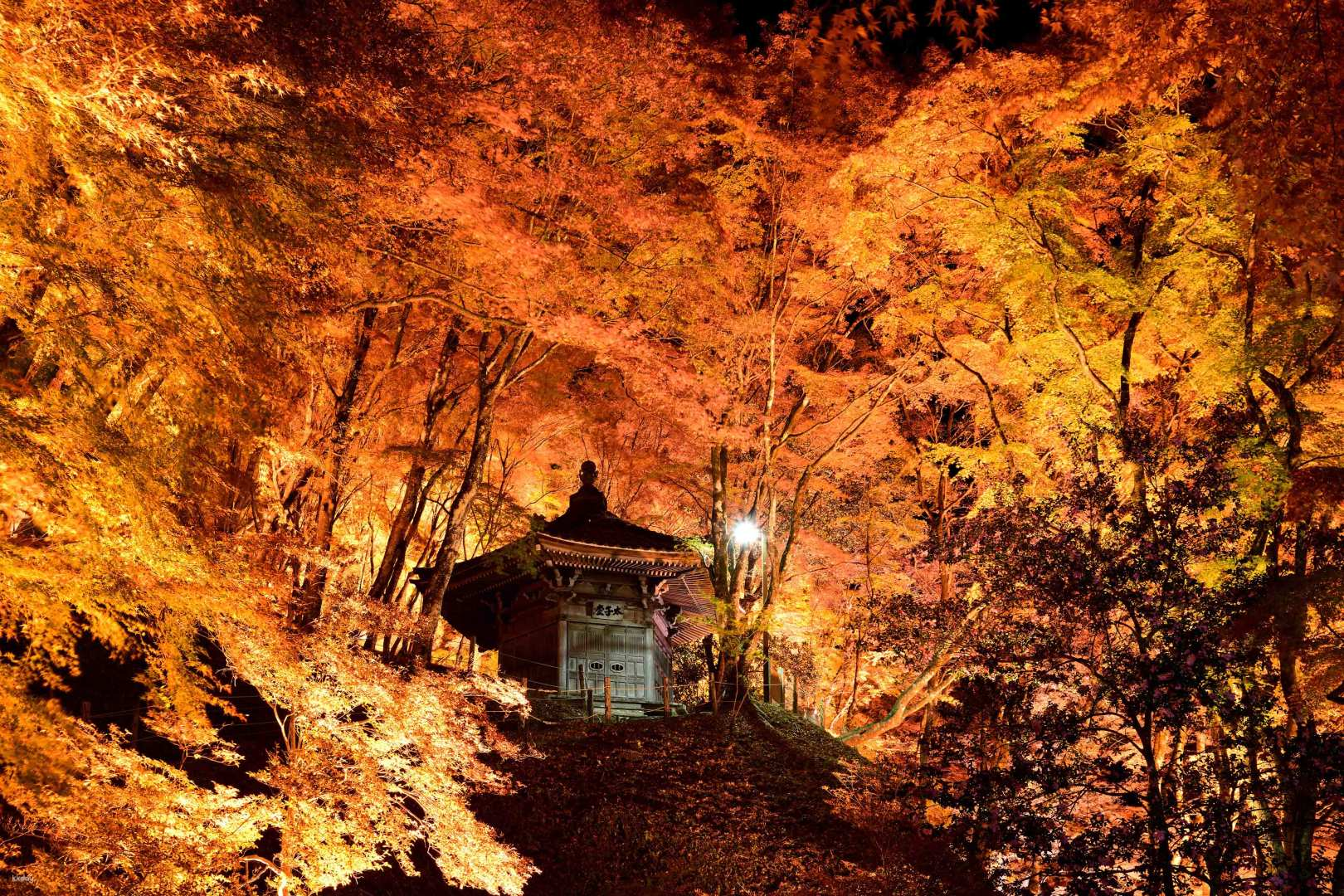 Experience the magic of autumn as cherry blossoms and maple leaves create a stunning fusion illuminated by soft lights making for an unforgettable evening stroll in Nagoya’s Korankei.