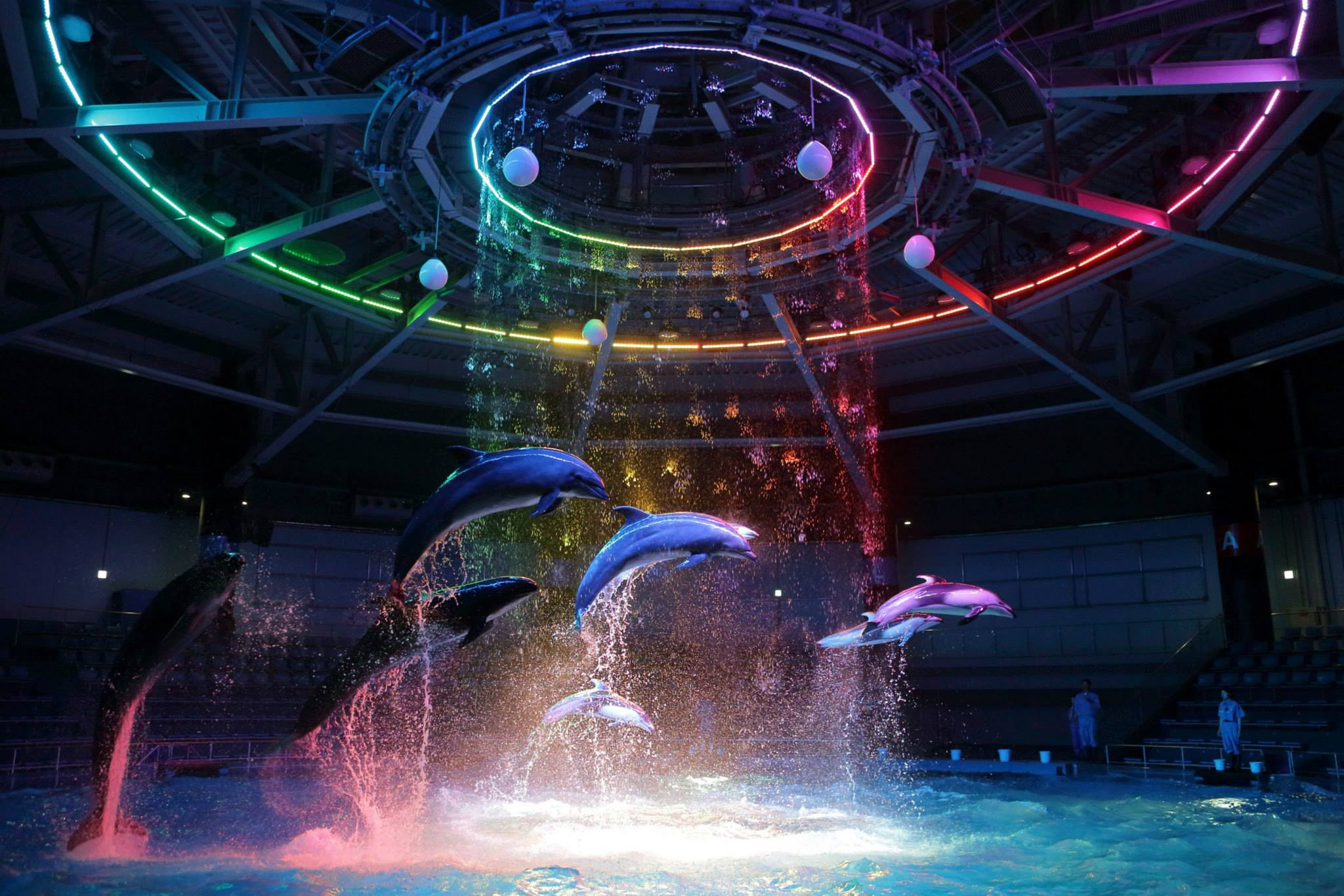 Experience the magic of joyful dolphins leaping through shimmering waters illuminated by dazzling lights creating a spectacle that highlights the wonders of marine life at Maxell Aqua Park Shinagawa.
