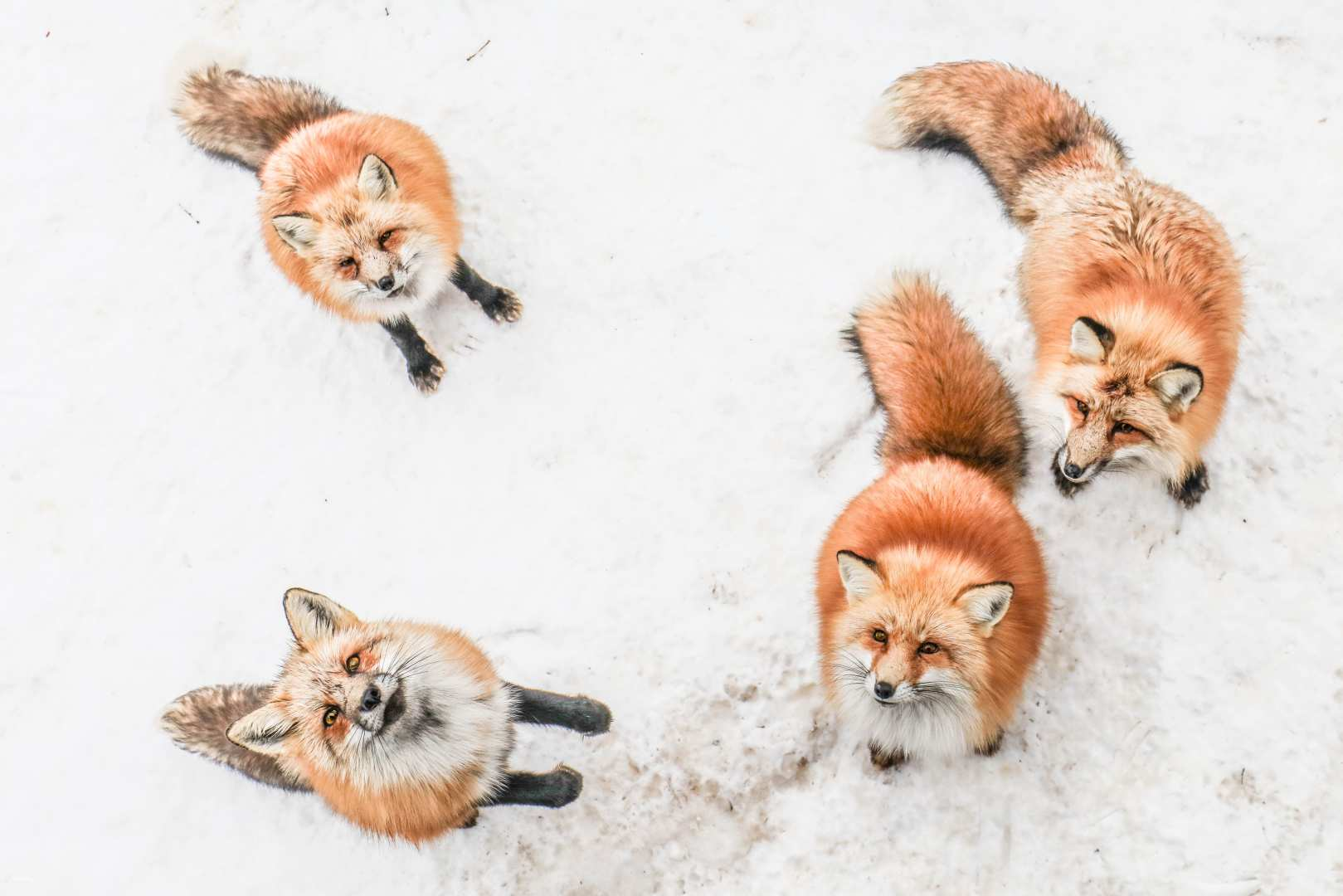 Miyagi Half-Day Chartered Tour: Zao Fox Village (Departing from Sendai Station) | Japan - Photo 1 of 13