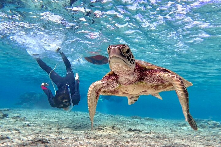 Okinawa Miyako Full Day Sea Turtle Snorkel and SUP or Canoe - Photo 1 of 9