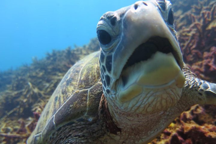[Miyakojima, diving experience] Completely charter than 2 people Sea turtle and shark sometimes Madaratobiei! Skin diving at deeper points - Photo 1 of 8