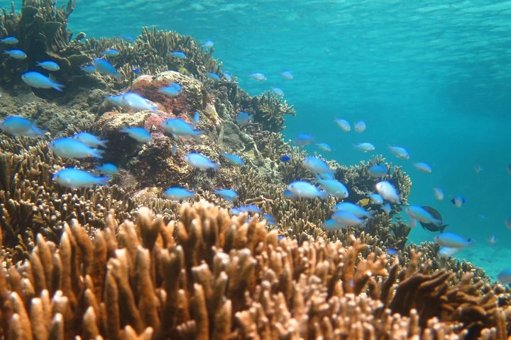 [Miyakojima Snorkel] Private tour from 2 people Enjoy from 3 years old! Enjoy Nemo, Coral and Miyako Blue - Photo 1 of 8