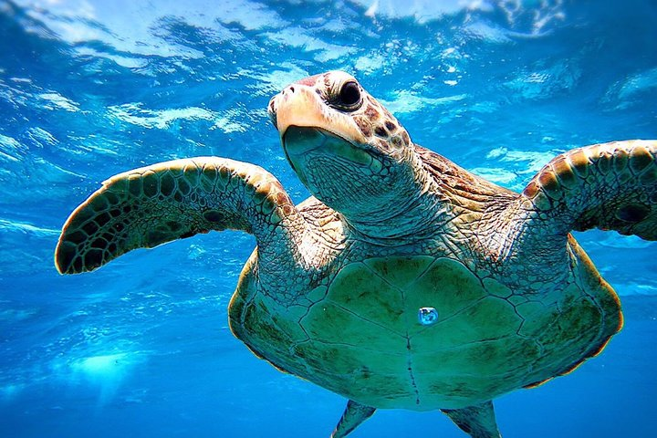 [Miyakojima Snorkel] Private tour from 2 people Go to meet cute sea turtle - Photo 1 of 7