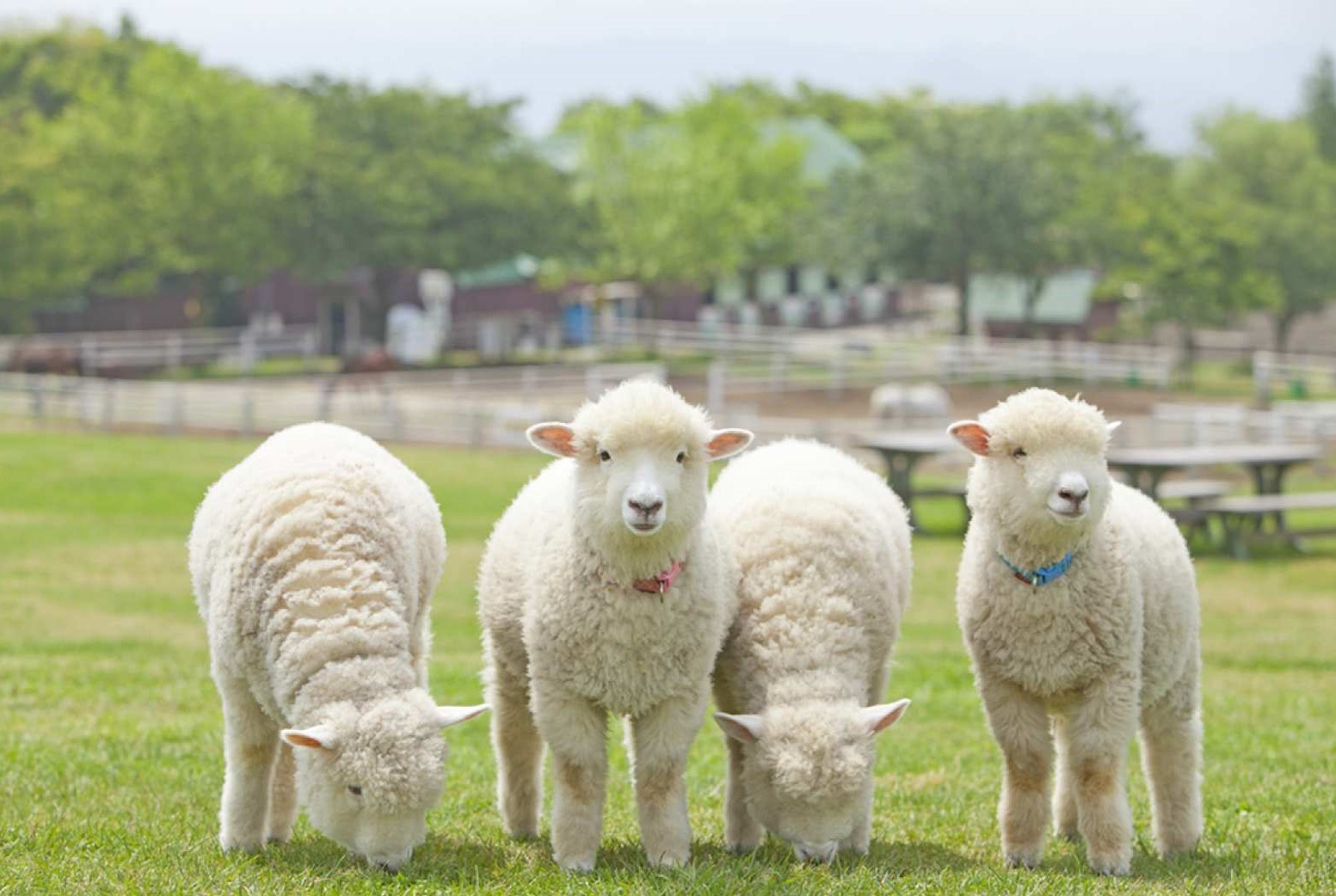 Mother Farm E-Ticket in Chiba, Japan - Photo 1 of 7