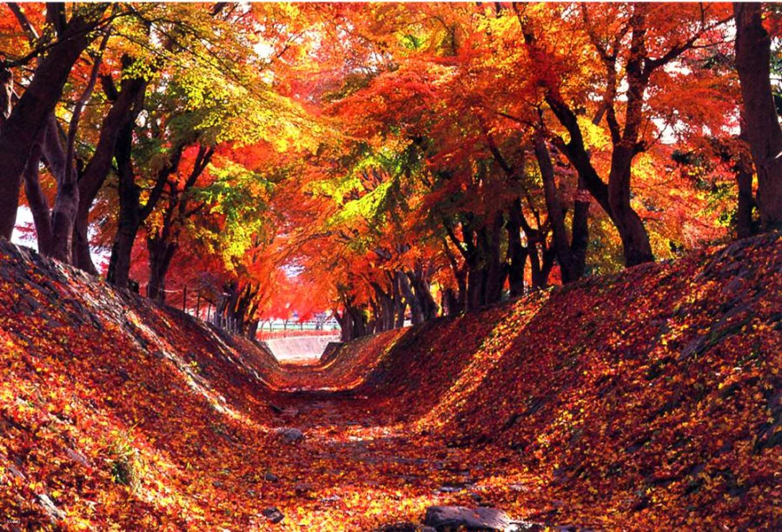 Stroll through a tunnel of brilliant autumn leaves where the stunning backdrop of Mount Fuji awaits. Capture the essence of Japan's fall beauty amid serene landscapes.