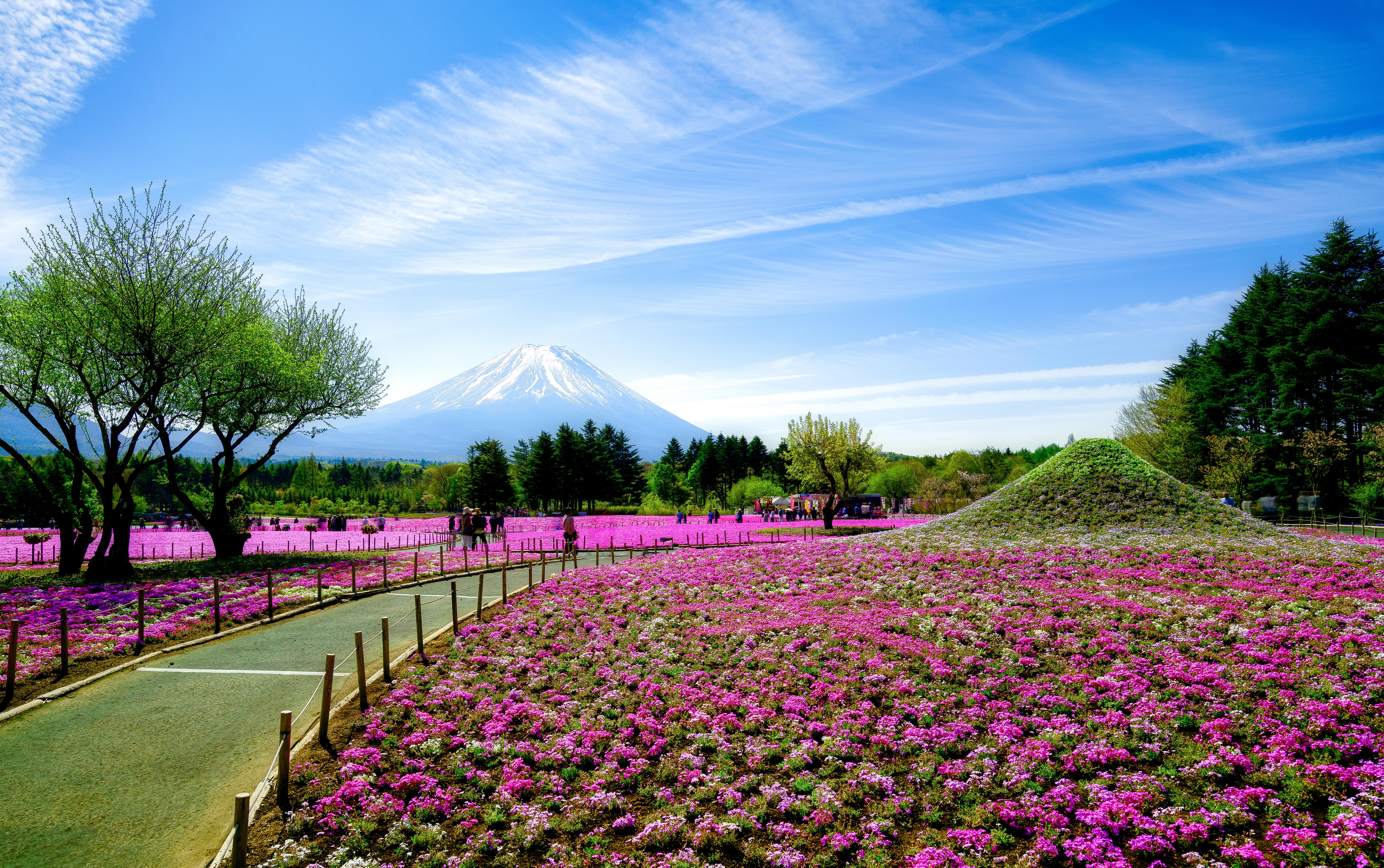 Mt.Fuji Photo Spots & Pink Moss & Cherry Blossom Day Tour from Tokyo - Photo 1 of 10