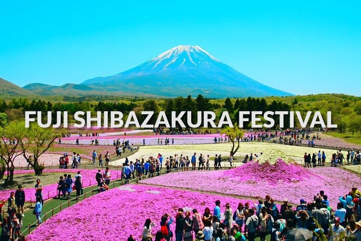 Fuji Shibazakura Festival Chery Blosom by Car English DriverGuide - Photo 1 of 5