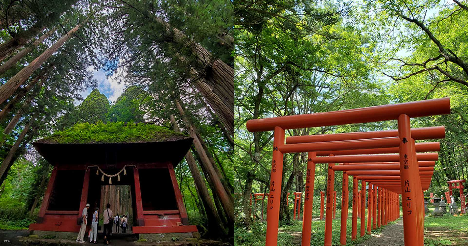 Nagano, Japan｜Alpico Bus Iizuna・Togakushi Area｜5-Day Pass - Photo 1 of 2