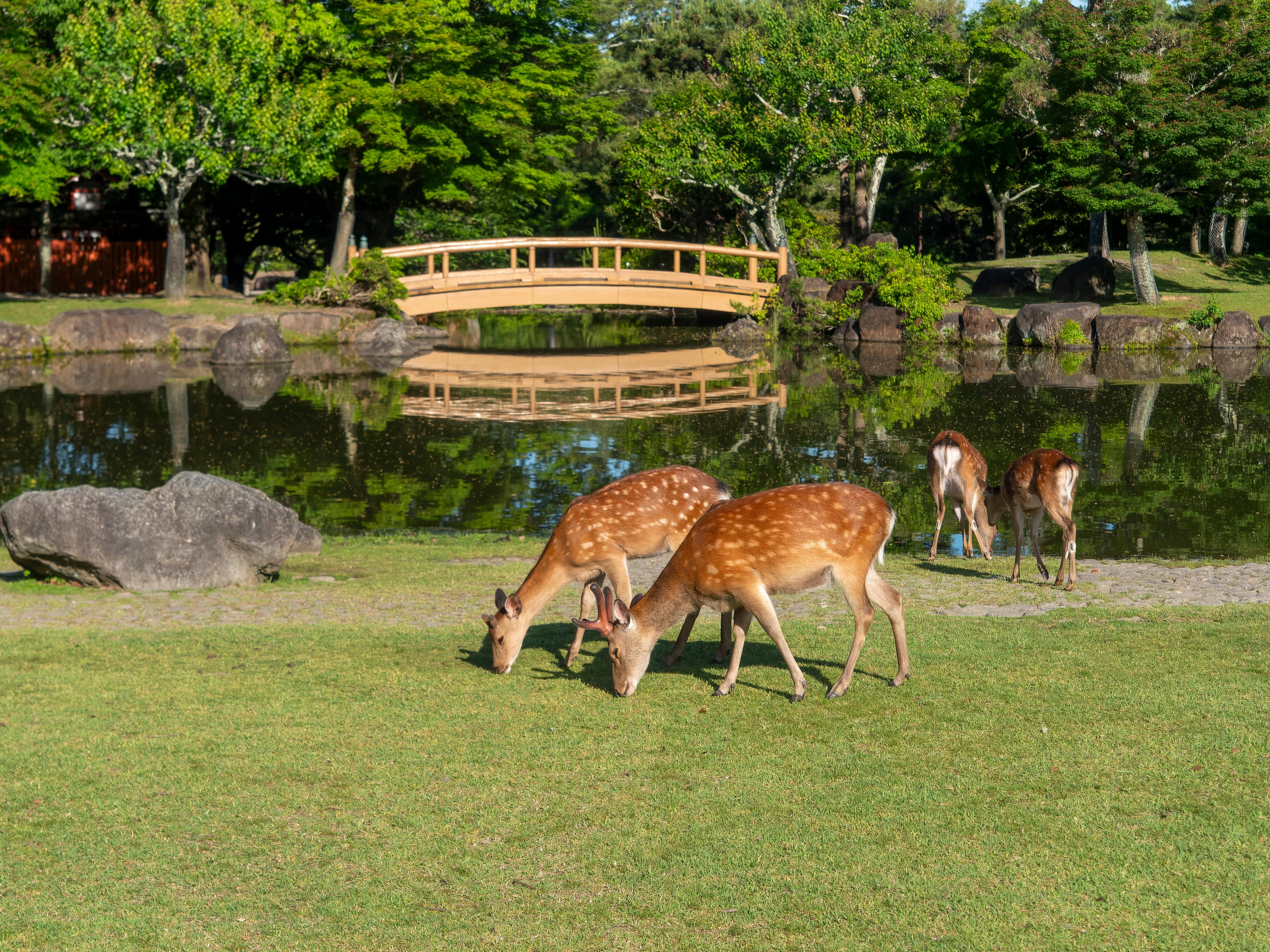Nara Cherry Blossom Highlights Day Tour from Osaka - Photo 1 of 10