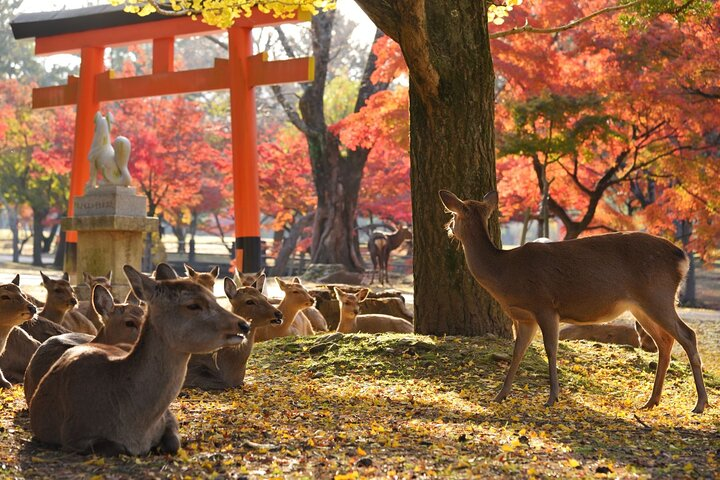 Nara Half Day Walking Tour with English Guide - Photo 1 of 7