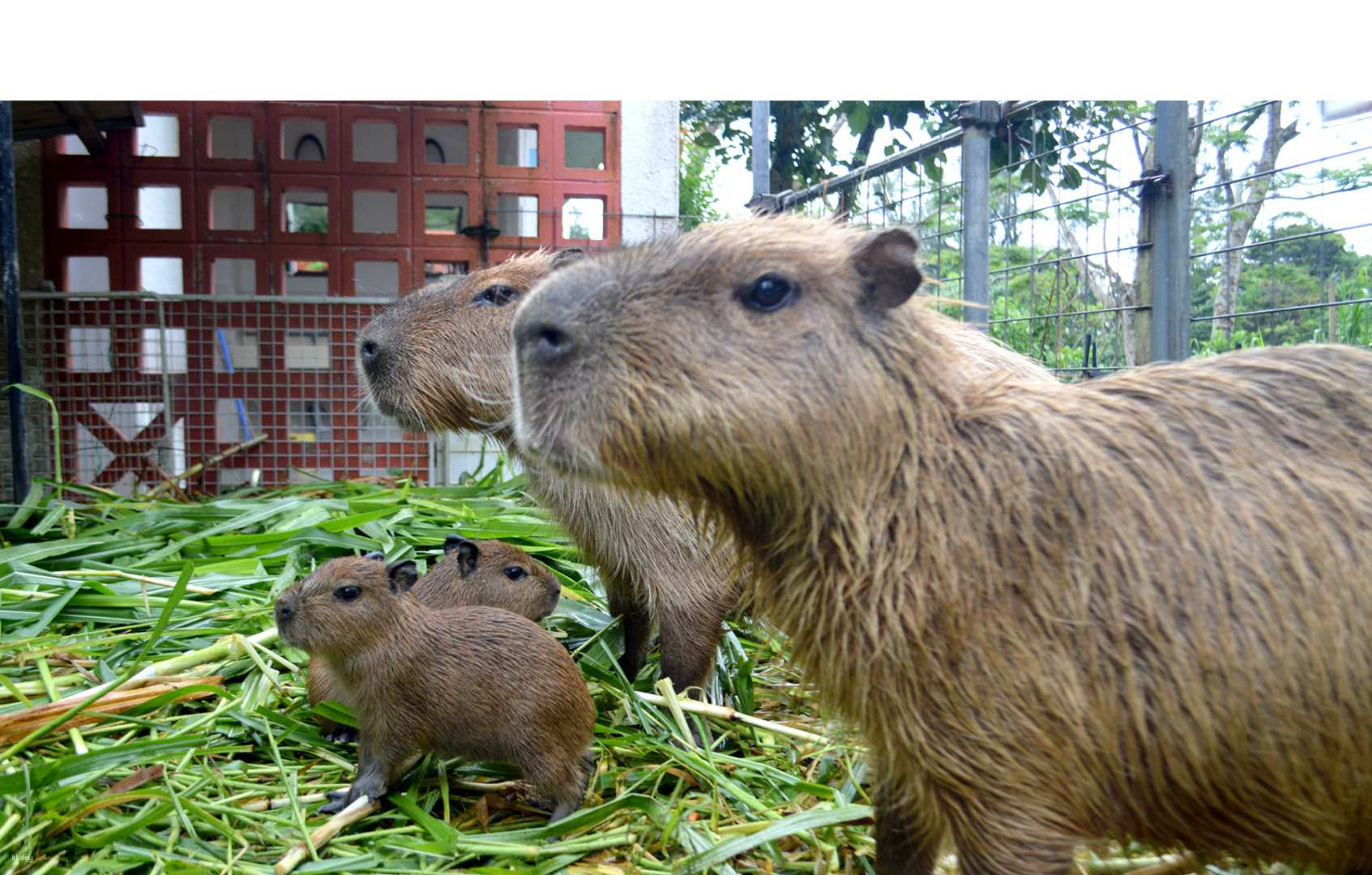 Explore the natural charm of Neo Park Okinawa where unique wildlife including adorable capybaras roam in lush surroundings making it a perfect family destination for outdoor fun.