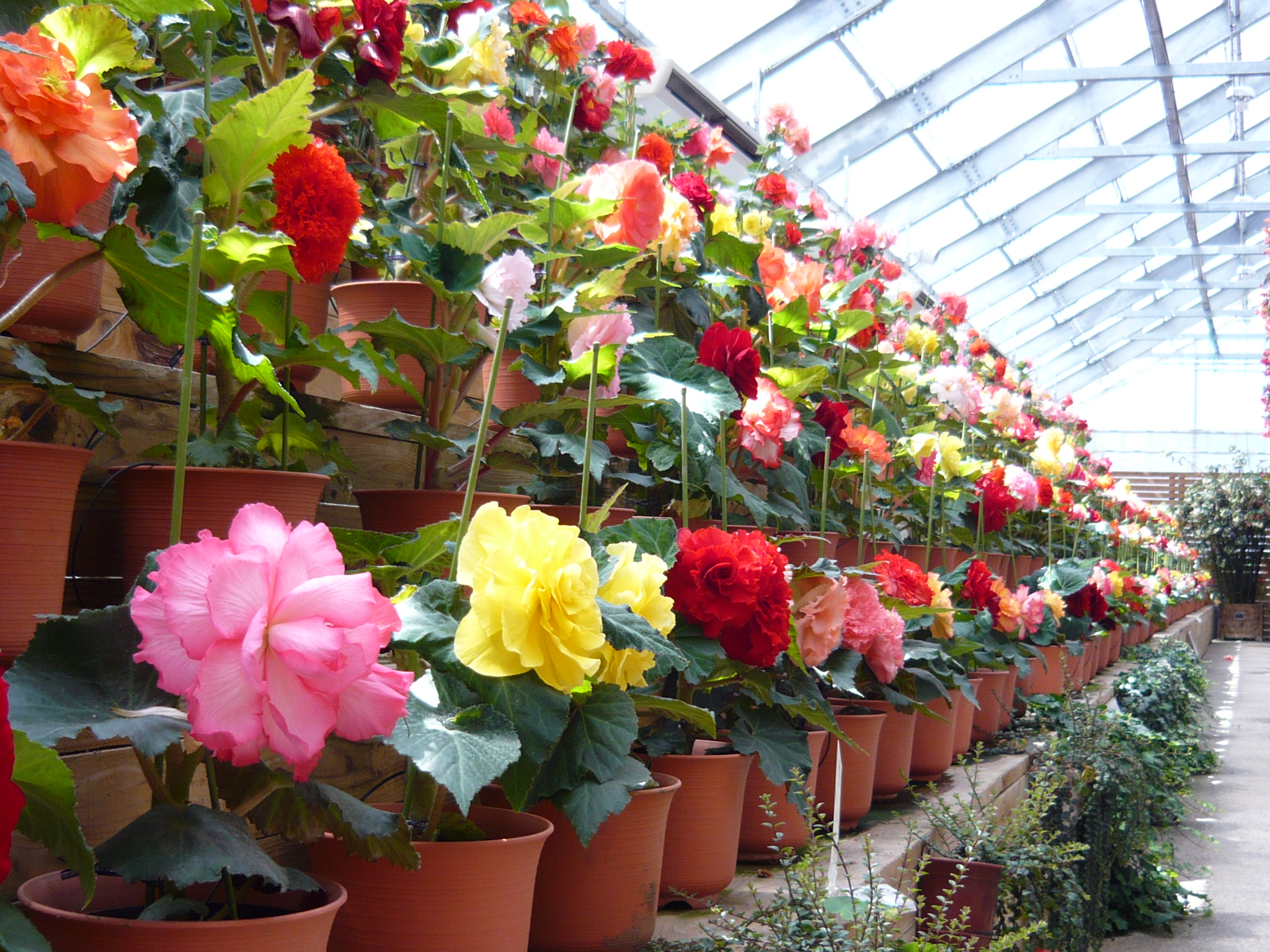 Nikko Hanaichimonme Admission Ticket - Photo 1 of 5