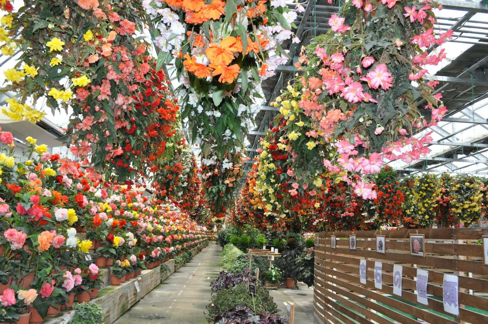 Nikko Hanaichimonme | Begonia Garden Tickets [Instant Reservation Confirmation] | Tochigi - Photo 1 of 10