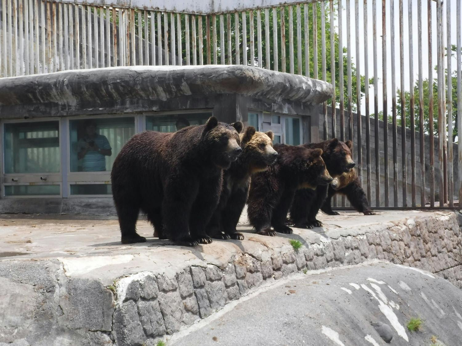Noboribetsu Bear Park: Entry Ticket - Photo 1 of 6