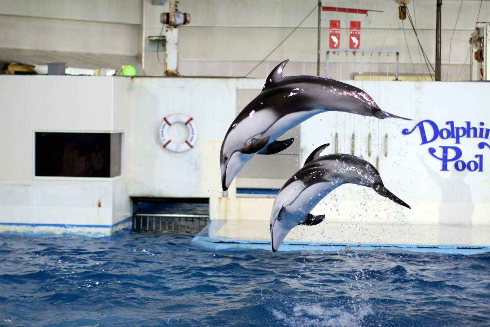 Experience the joy of playful dolphins leaping through the air at Noboribetsu Marine Park Nixe in Hokkaido a perfect spot for unforgettable marine encounters.