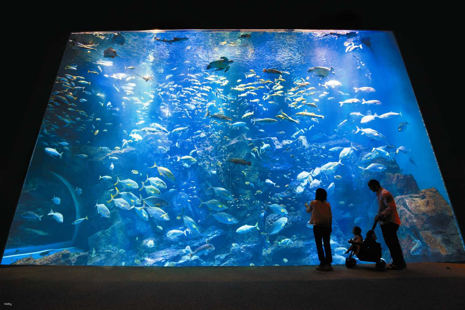 Dive into the wonders of marine life at Oga Aquarium GAO where families gather to marvel at 10000 creatures swimming majestically in the grand underwater world.