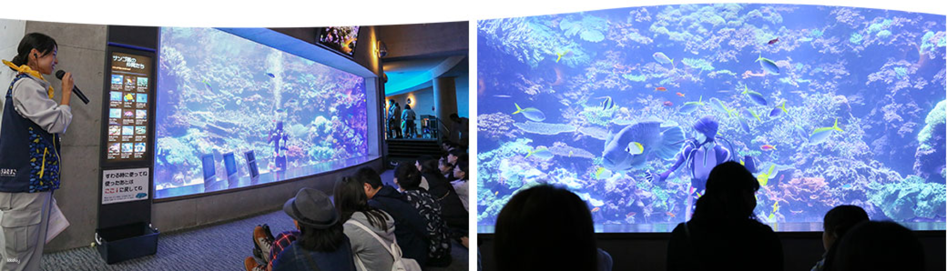 Explore the wonders of the Ocean Palace Aquarium in Oita Japan where diverse marine life and engaging animal performances create unforgettable moments for the entire family.