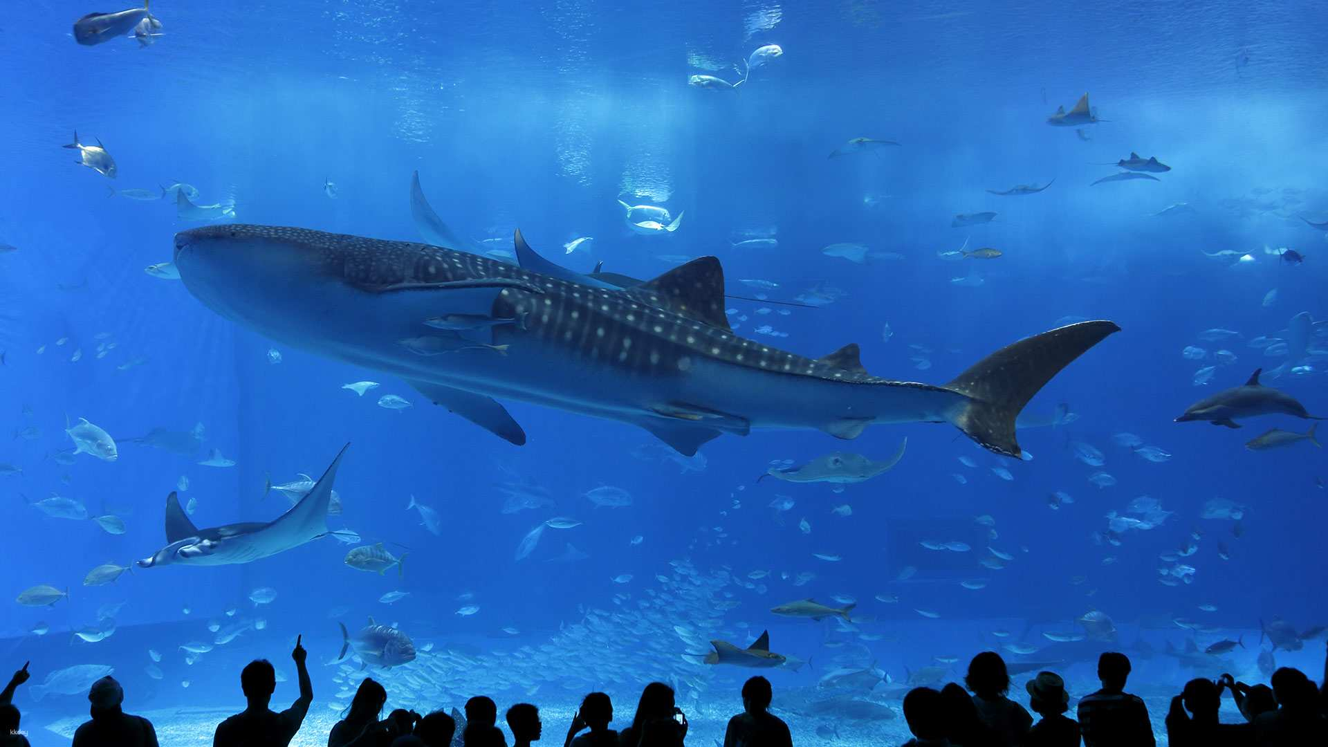 Experience majestic marine life at Okinawa's top aquarium where whale sharks glide gracefully and a thrilling dolphin show awaits. Dive into Okinawa's wonders with a multi-language audio guide.