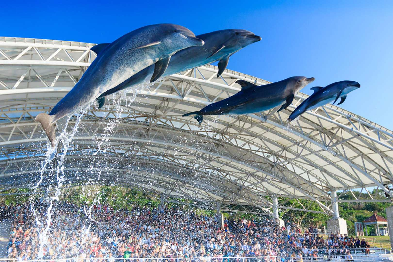 Experience the joy of playful dolphins leaping above the crowd creating unforgettable moments at Okinawa Churaumi Aquarium a must-visit destination for wildlife enthusiasts and families alike.