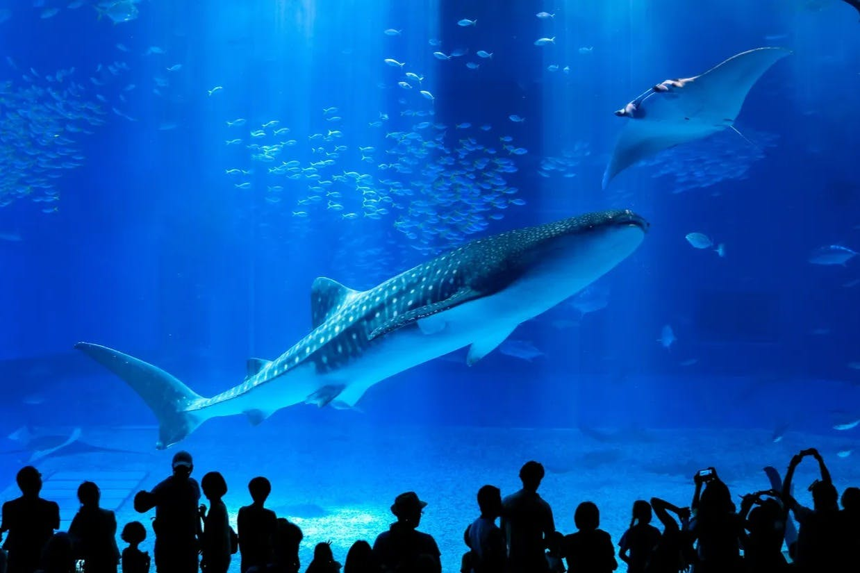 Okinawa Churaumi Aquarium: Entry Ticket - Photo 1 of 5